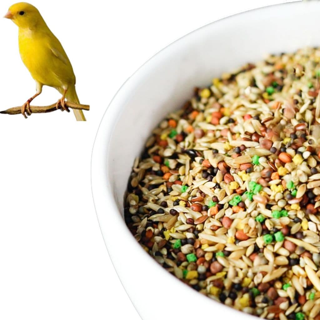 Canário Mistura Completa Sementes Selecionadas Canario Belga Pintassilgo Canario da Terra 500 g