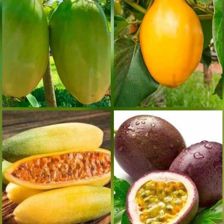 Kit de Sementes de 4 Tipos de Maracujás - Doce, Gigante, Roxo e Banana