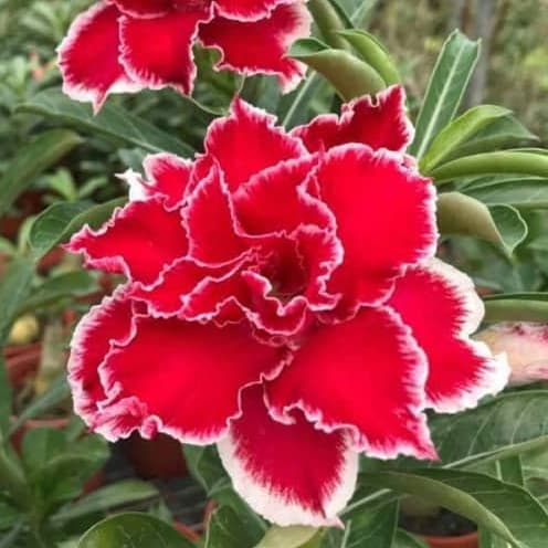 Sementes de Rosa do Deserto Vermelha C/B Branca