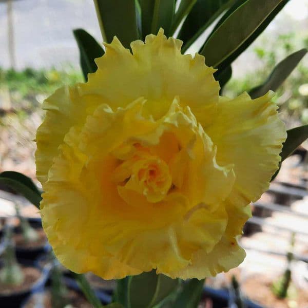 Sementes de Rosa do Deserto Enxertada Amarela Tripla - Fácil Germinação