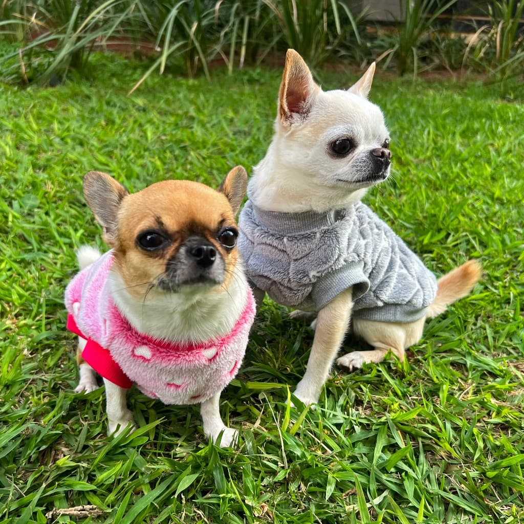 Roupa pet  inverno fleece brilha no escuro para cahorro e gato