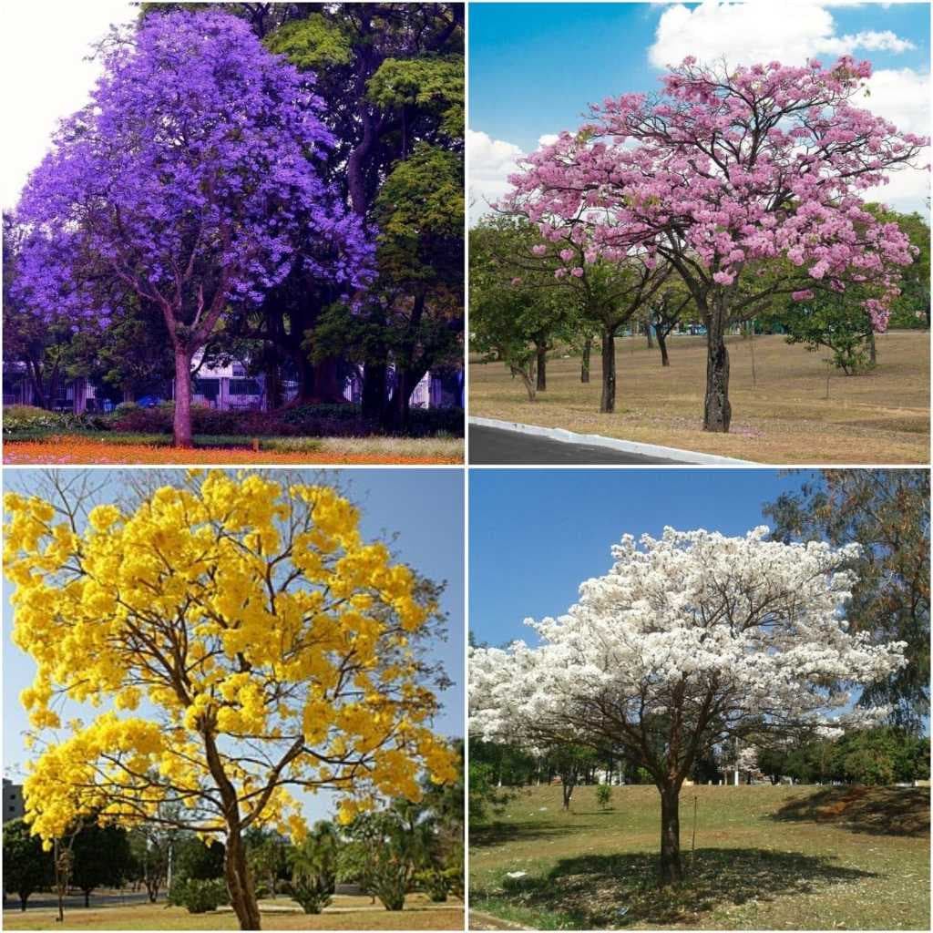 Kit Sementes de Ipê Amarelo, Roxo, Branco e Rosa - Alta Germinação