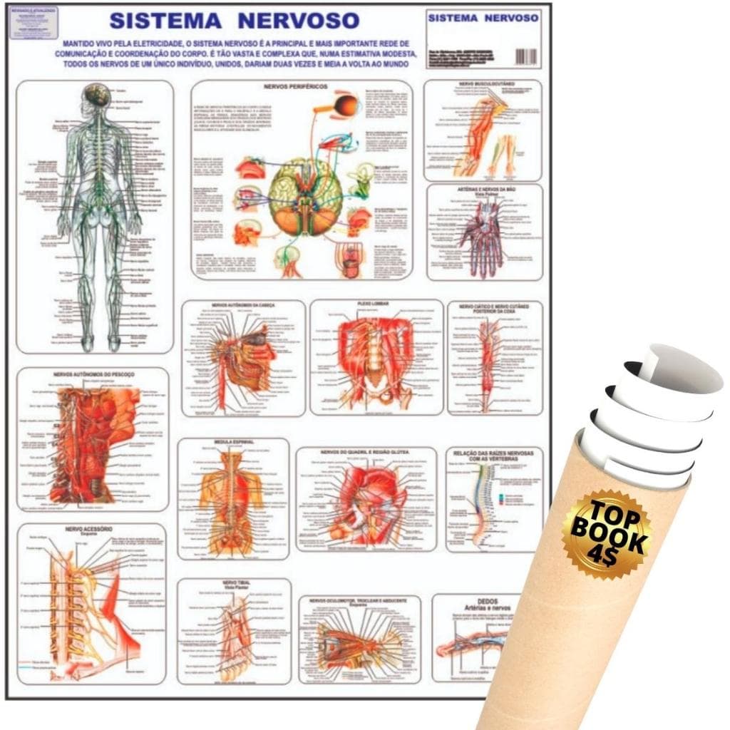 Mapa Sistema Nervoso Corpo Humano Poster Anatomia Medicina