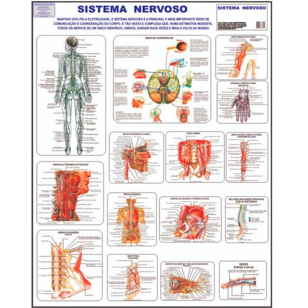 Mapa Sistema Nervoso Corpo Humano Anatomia Medicina Poster