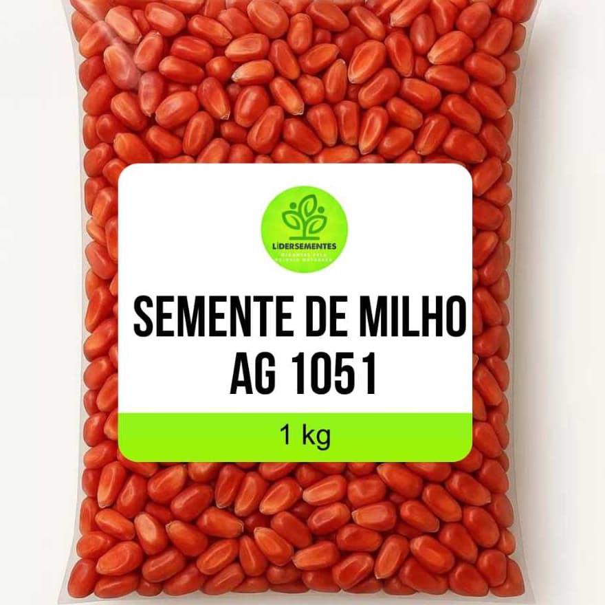 Sementes de Milho Hibrido Ag 1051 Fracionado Seminis Grãos Doce São João Pamonha Curau Bolo