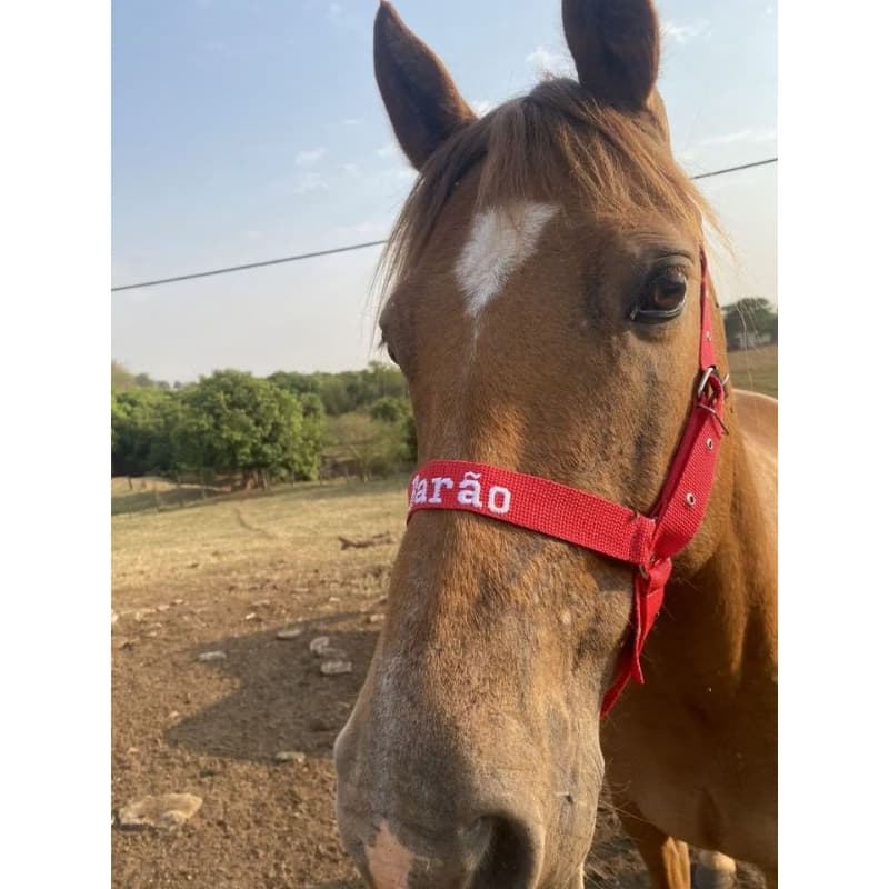 cabresto para cavalo personalizado com fita de polipropileno 30 mm entrega imediata com nome de sua escolha