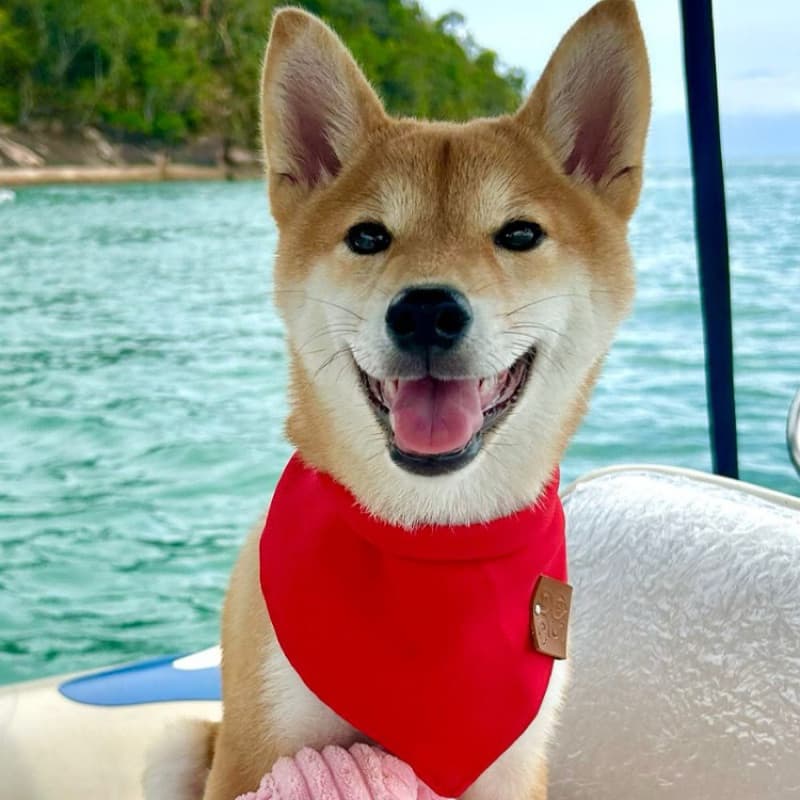 Bandana Pet Personalizada com Nome Grátis (Opcional) – Cores Neutras – Tamanhos P, M, U, G, GG  e XG