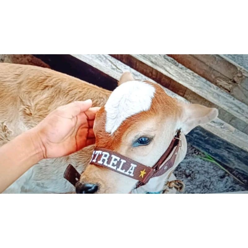 cabresto para bezerros recém nascido bordado personalizado com o nome de sua escolha