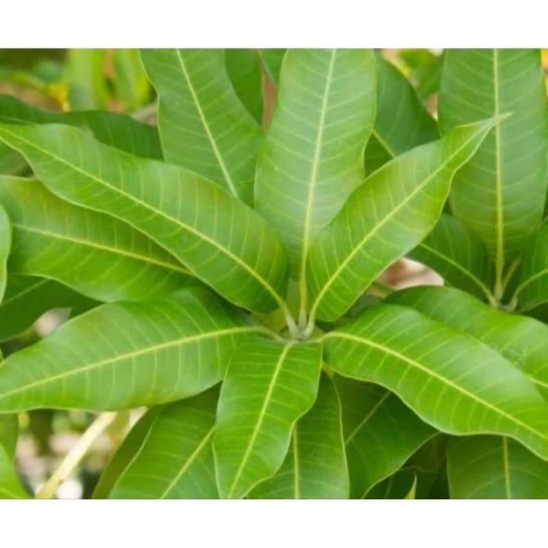 🌿100GR de Folha de Manga Higienizada – Qualidade Premium