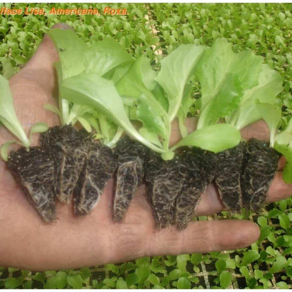 5 KG Substrato de plantio de semente em bandeja, mudas de alface, couve, cenoura, mudas em vasos