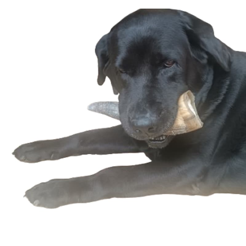 Chifre Bovino Natural Bruto Kit 2 Pçs 15 A 20 Cm Mordedor para cães