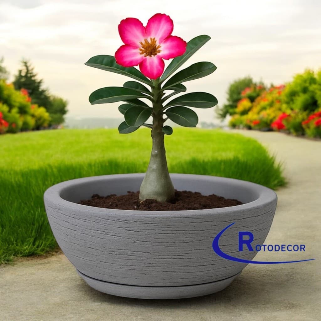 Vaso Decorativo Bacia para suculentas ou rosa do deserto  tamanho M com prato.