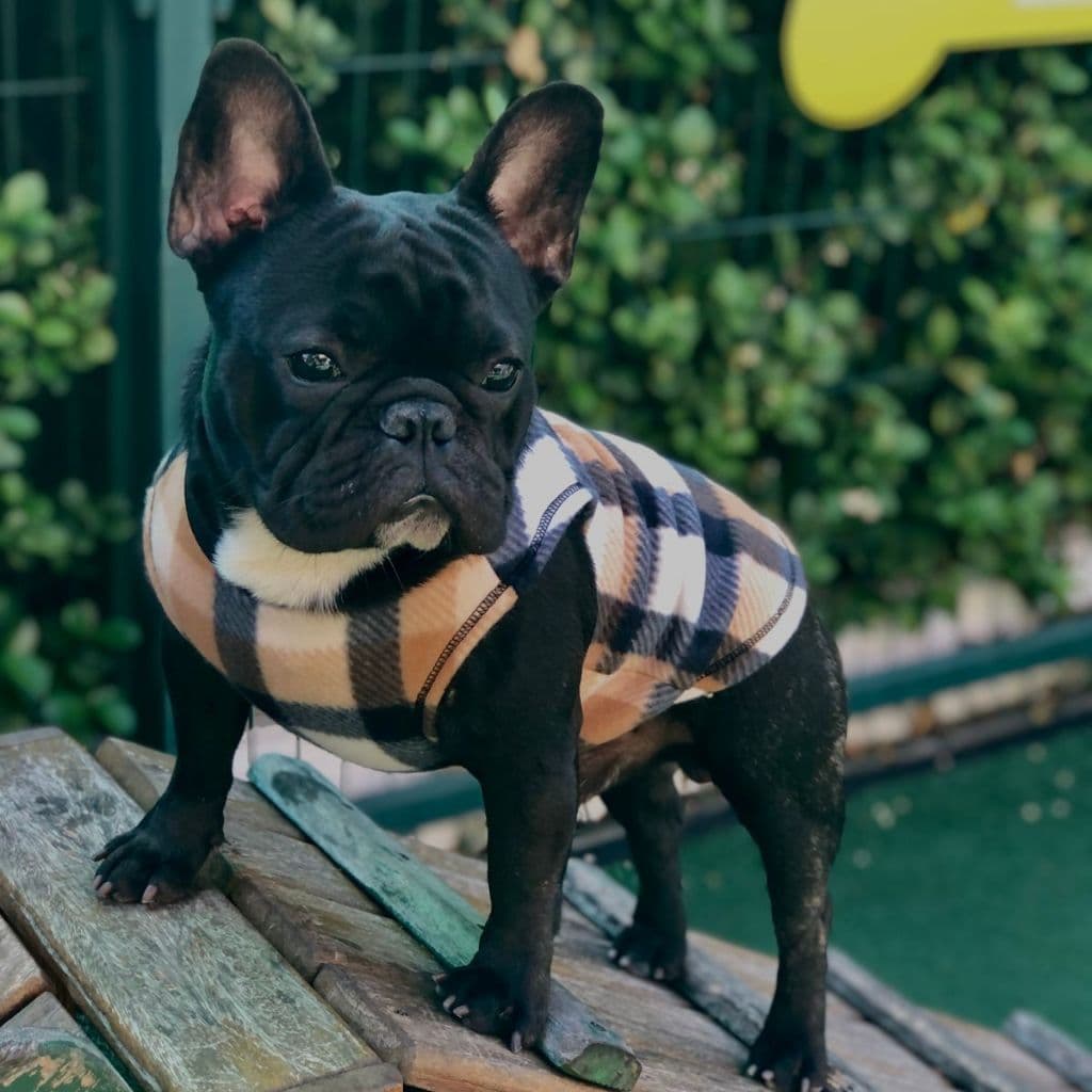 Roupinhas Pet Cachorro Gato Outono Inverno Regata Xadrez De Frio Para Cães e Gatos