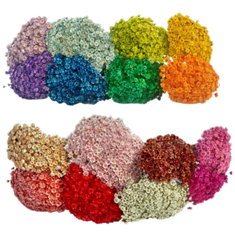 300 Florzinhas Sempre vivas aprox. arranjo buquê casamento chá decoração mesa Flor seca preservada