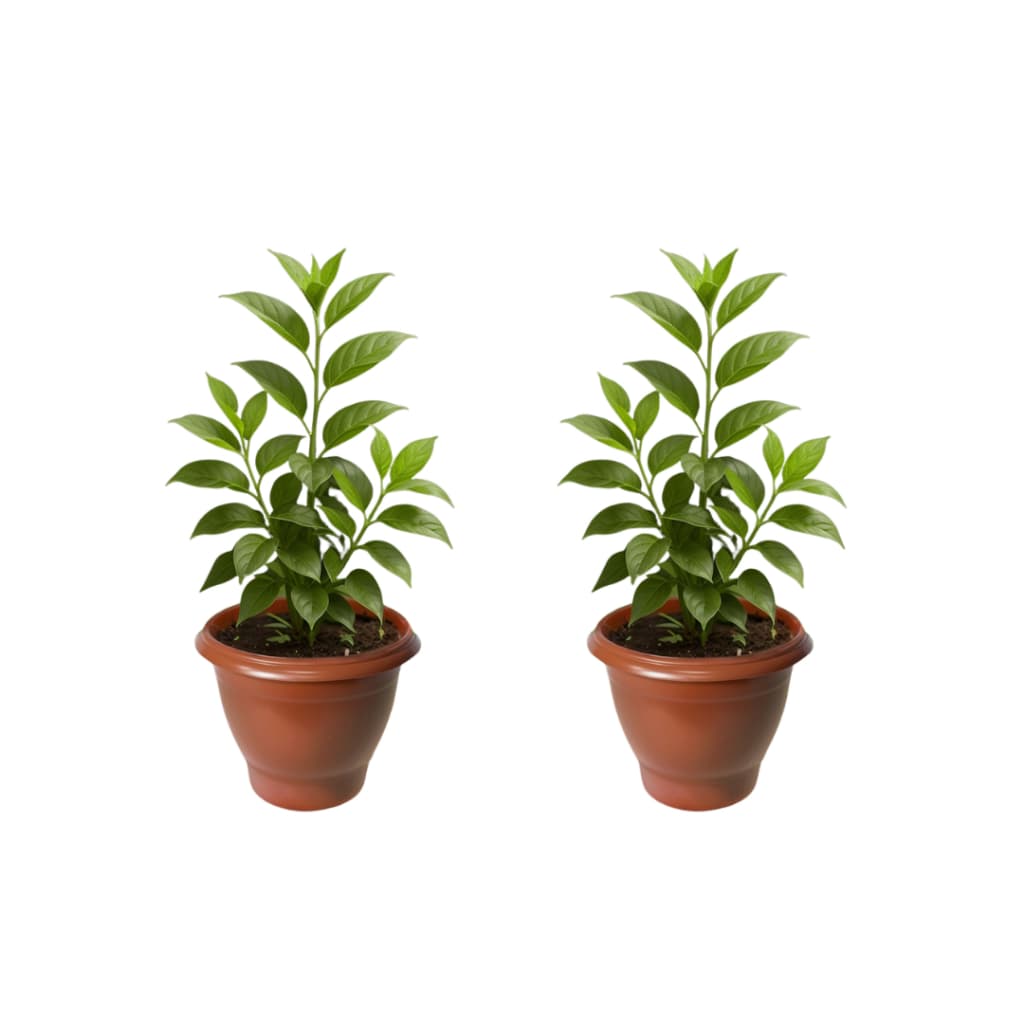 Kit 2 Vasos Redondos 15 Litros – Cores Preto ou Terracota, Resistentes e Versáteis para Plantas e Jardins