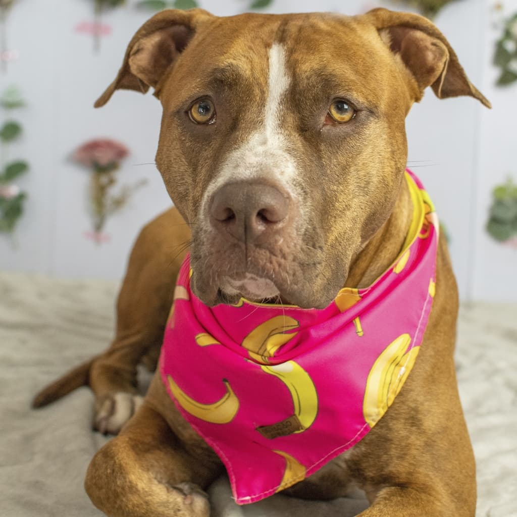 Bandana Dupla Face Pet 2 em 1 Premium Bananas Rosa e Amarelo