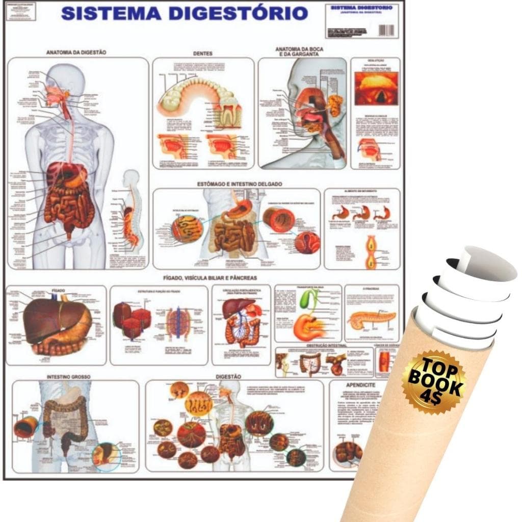 Mapa Sistema Digestório Digestivo Corpo Humano Poster Anatomia Medicina