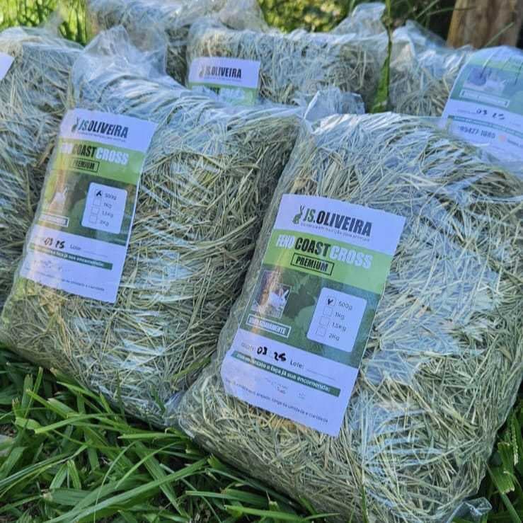 Feno Tifton Premium para coelho,porquinho da india...