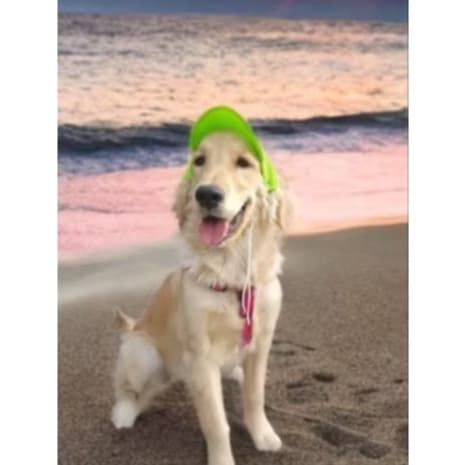 Boné para  Pets Para Cães -  Boné Pet - Cachorro e gato - macho e fêmea - Pra Shop Banho E Tosa