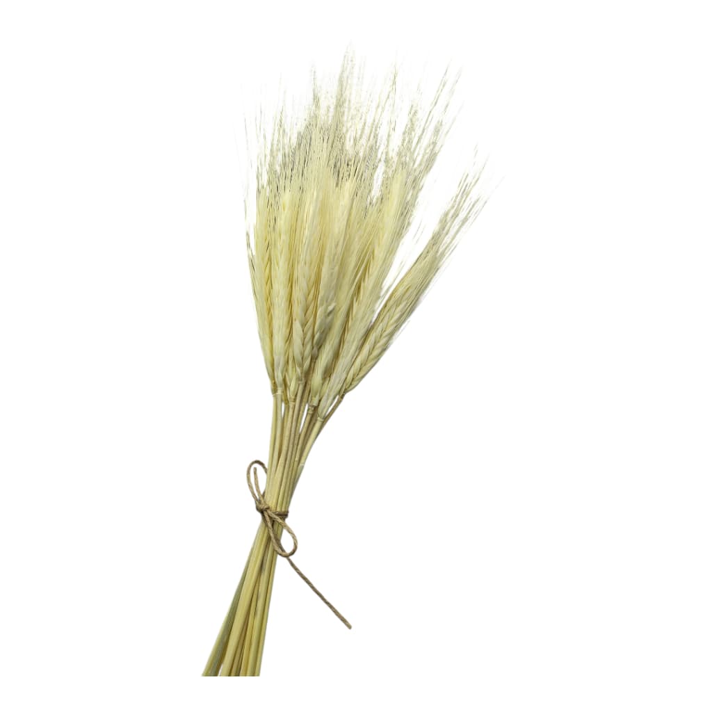 Trigos desidratado Decoração Arranjos Lembrancinha lapelas enfeites santa ceia mesa