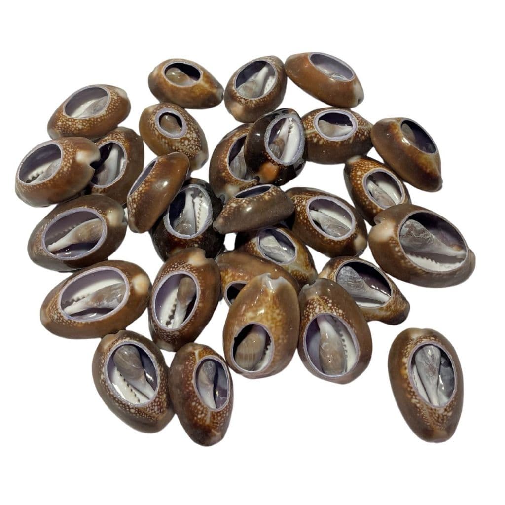 Búzios Africano Natural Aberto Unidade Artesanatos Umbanda Candomblé