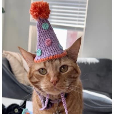 Chapéu de aniversário para gato - chapéu de aniversário para pets