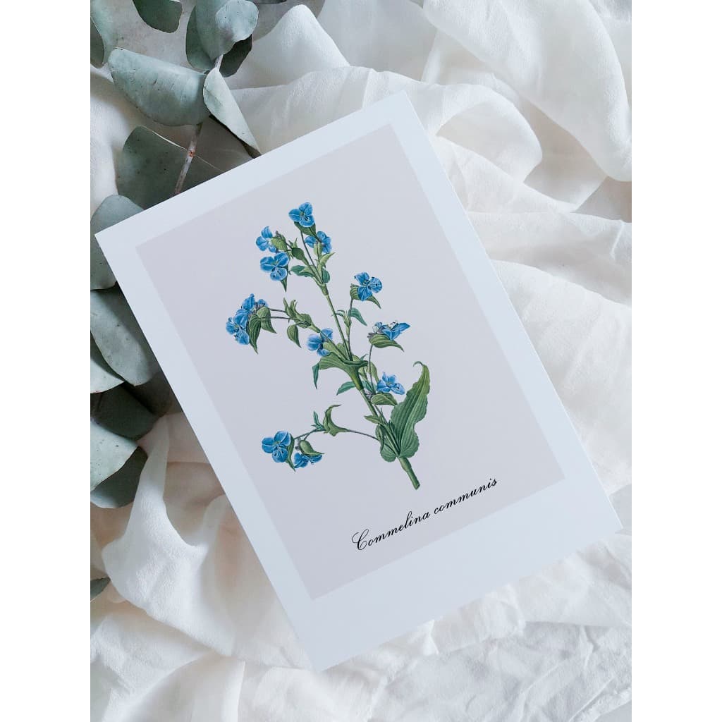 kit cartão com ilustração botânica A6