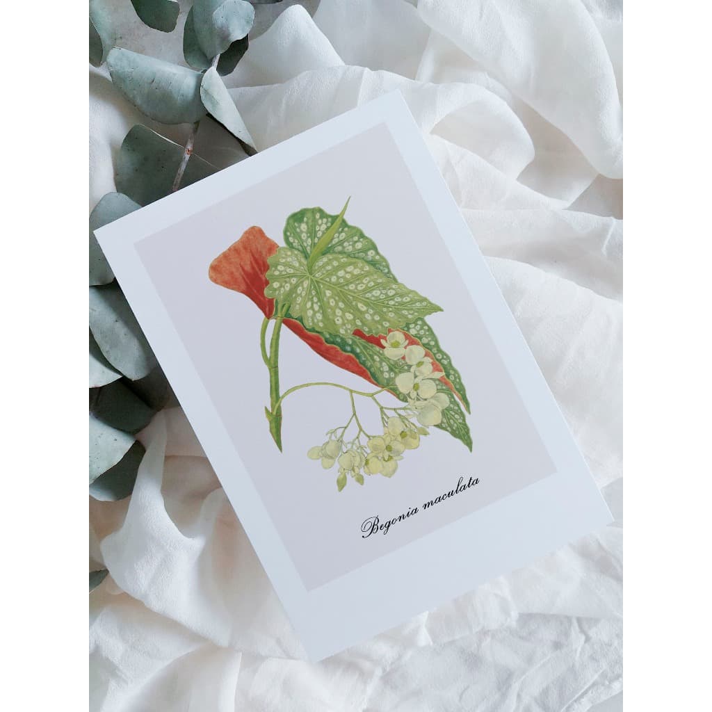 kit cartão com ilustração botânica A6