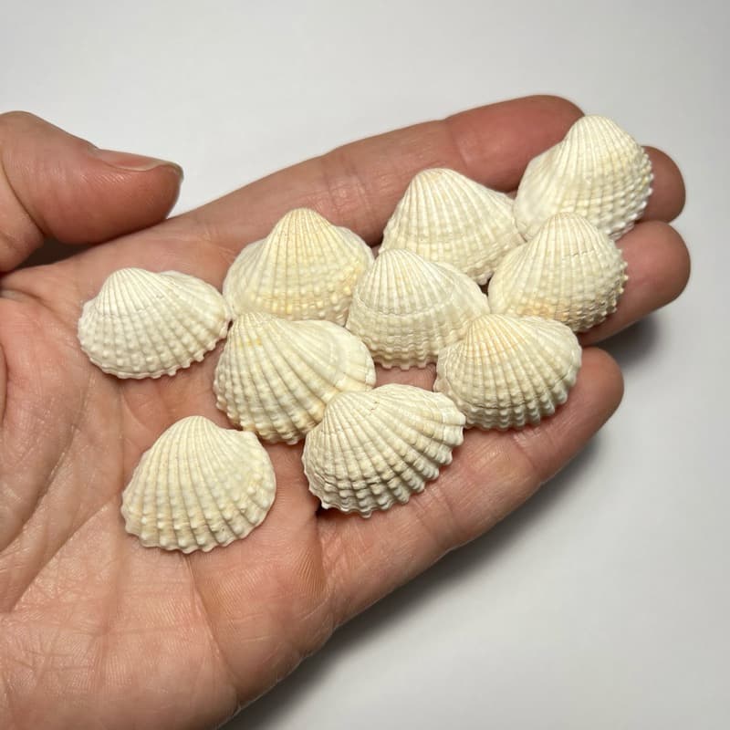 kits concha branca SEM FURO decoração aquario yemanjá praia tamanho variado, aniversário fundo do mar, festa sereia