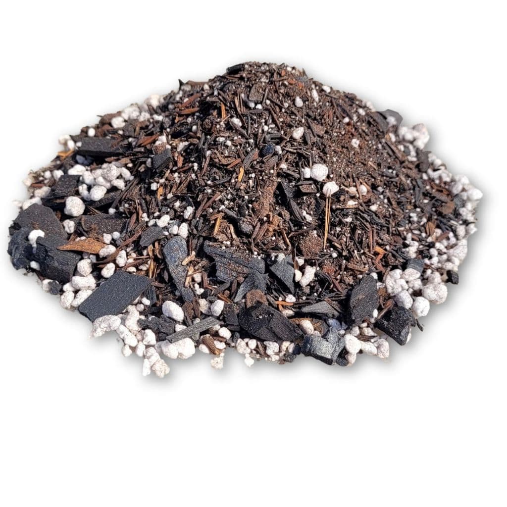 Substrato para Cactos Suculentas Rosas do Deserto Plantas Lindas e Saudáveis Envio Rápido