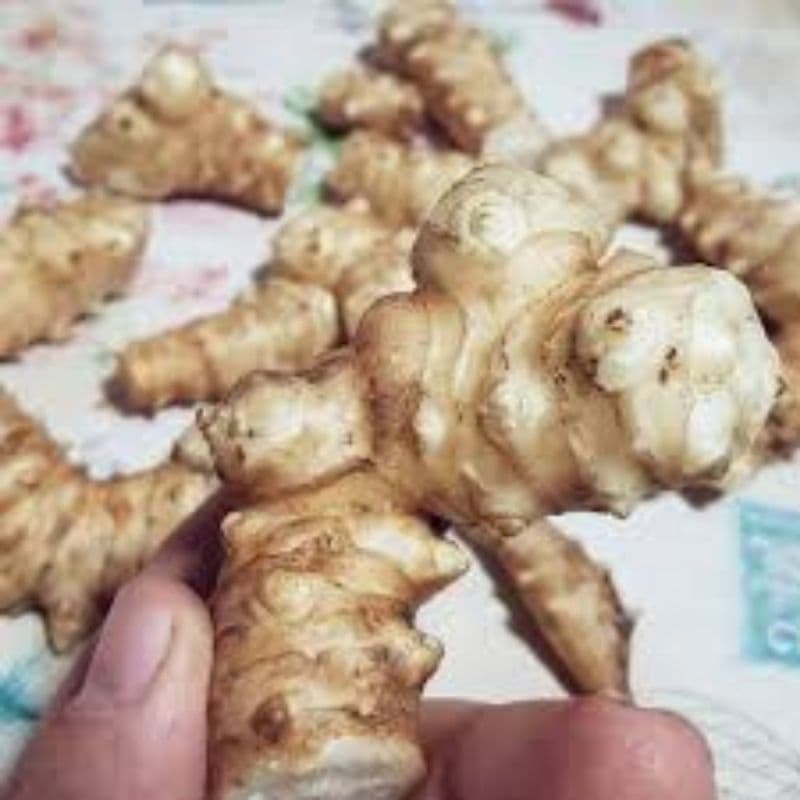 250 gramas  risomas  sementes tupinambor girasol batateiro