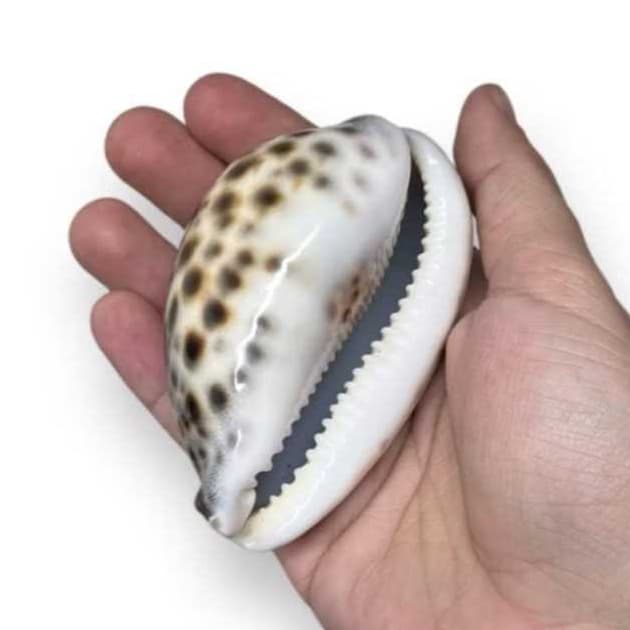 Búzio Concha Tigre Grande Umbanda Candomblé Artesanato