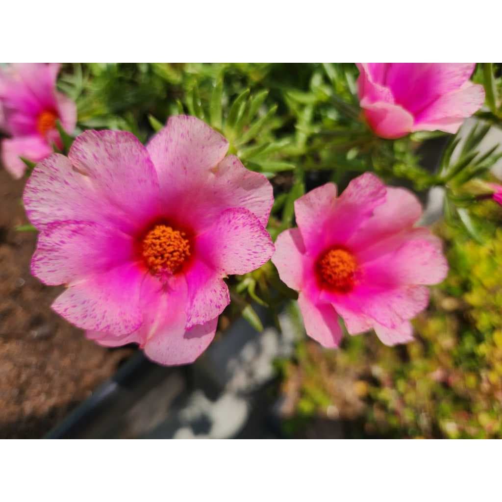 Onze Horas cores gigantes