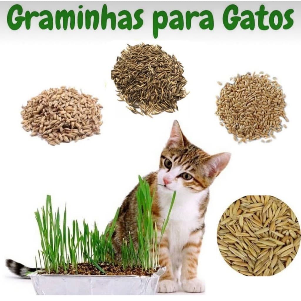 Até 500g Sementes de Grama Graminha para Pets Aveia, Milheto, Trigo e Azeven para Pets Cães e Gatos