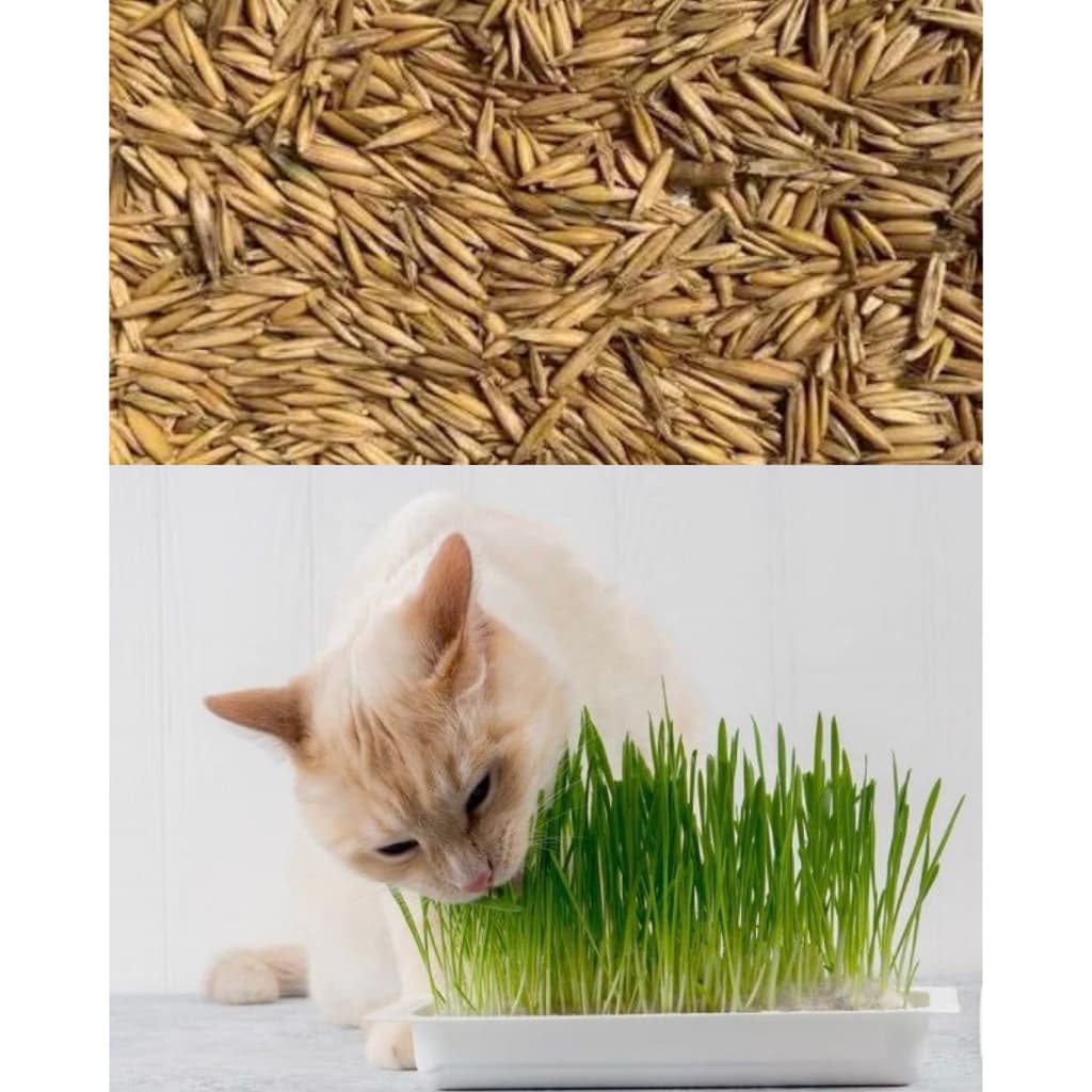 Grama para Pet Gatos e Cachorros – Sementes de Aveia Branca ou Preta 100% Natural - Fácil Cultivo