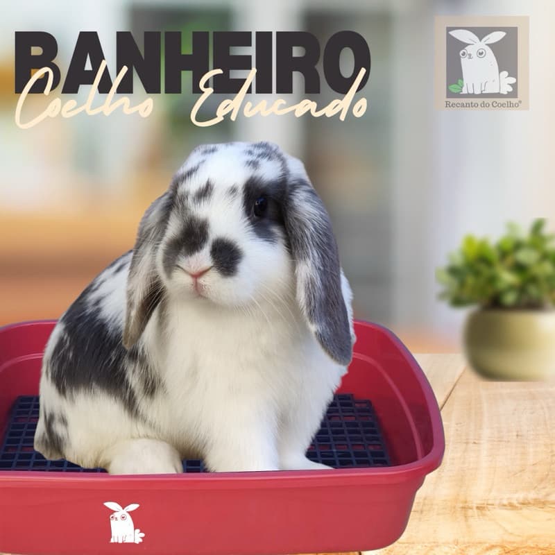Bandeja Sanitário Banheirinho Pet Para Coelho e Porquinho da Índia