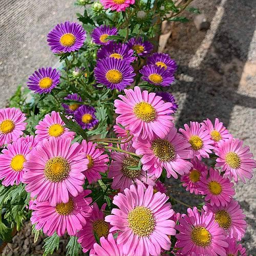 Sementes de Aster (Gigante Singela) Sortida Chinesinha Gigante