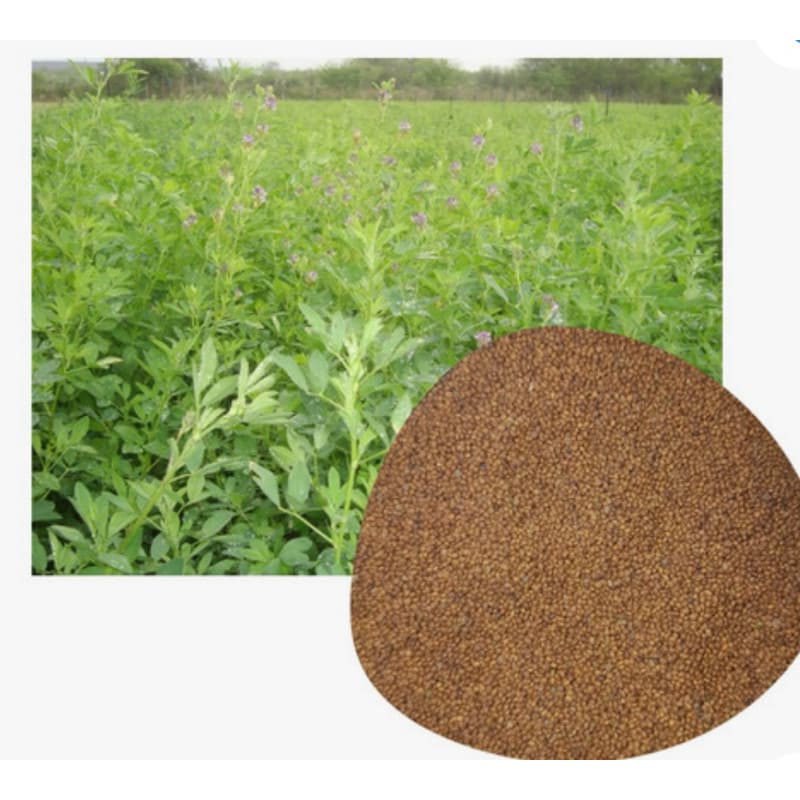 Semente de Alfafa - 1Kg