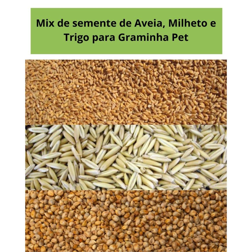 Mix de Sementes para Graminha pet p/ gatos e cachorros – Aveia, Milheto e Trigo – Fácil Cultivo e Digestão Natural