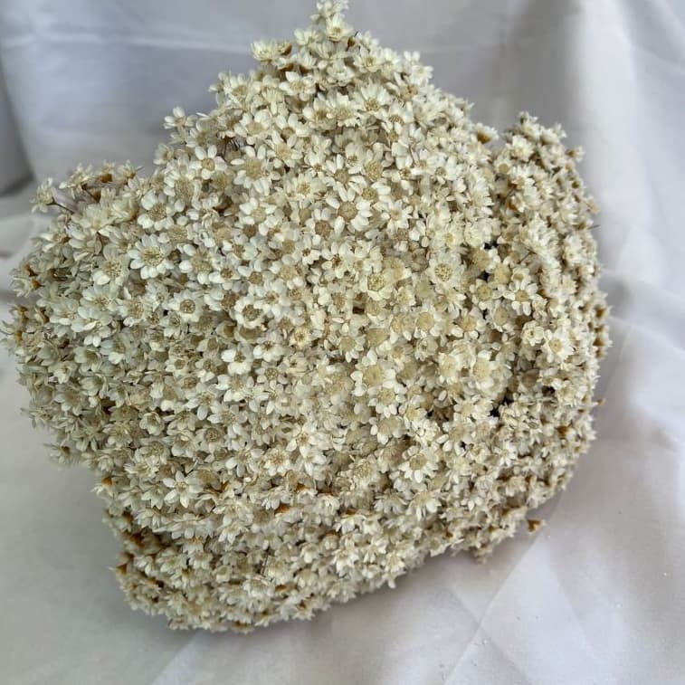 Buquês até 2400 hastes aprox. Flor Sempre Vivas, Mosquitinho, Flor  Desidratada e Seca, Decoração