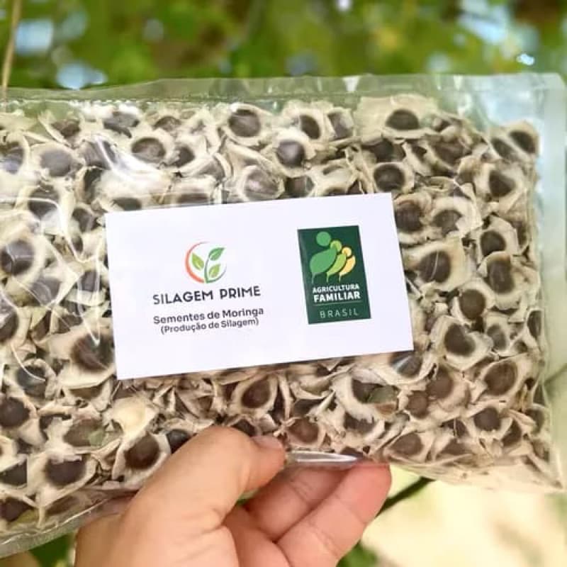 1500 sementes de moringa oleifeira pra plantio PROMOÇÃO LIMITADA