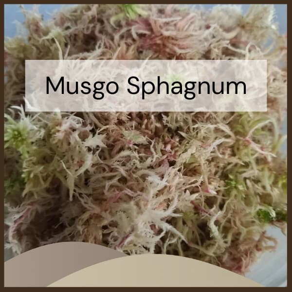 Musgo Sphagnum Premium Substrato Natural – Para Orquídeas, Kokedama, Terrários e Jardins (150g/400g)