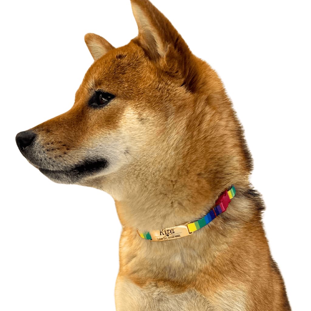 Coleira De Cachorro Identificação Personalizado Sem Barulho