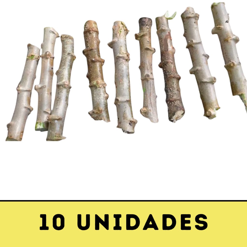 10 Ramas de Mandioca Vassourinha | Alta Germinação e Rendimento