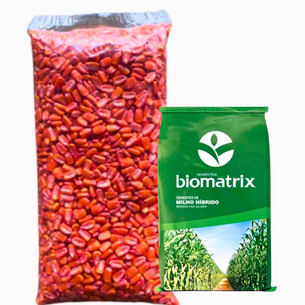 Semente milho híbrido BM 3066 Resistente - 1.000 sementes