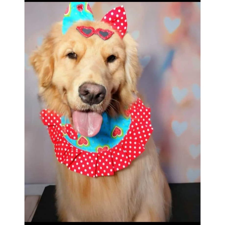 Kit com 5 Golas Fêmea Pet Babado para Cães Gatos e Cachorro Roupinha para Banho e tosa e Pet Shop