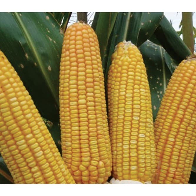 200 sementes de milho gigante para o plantio