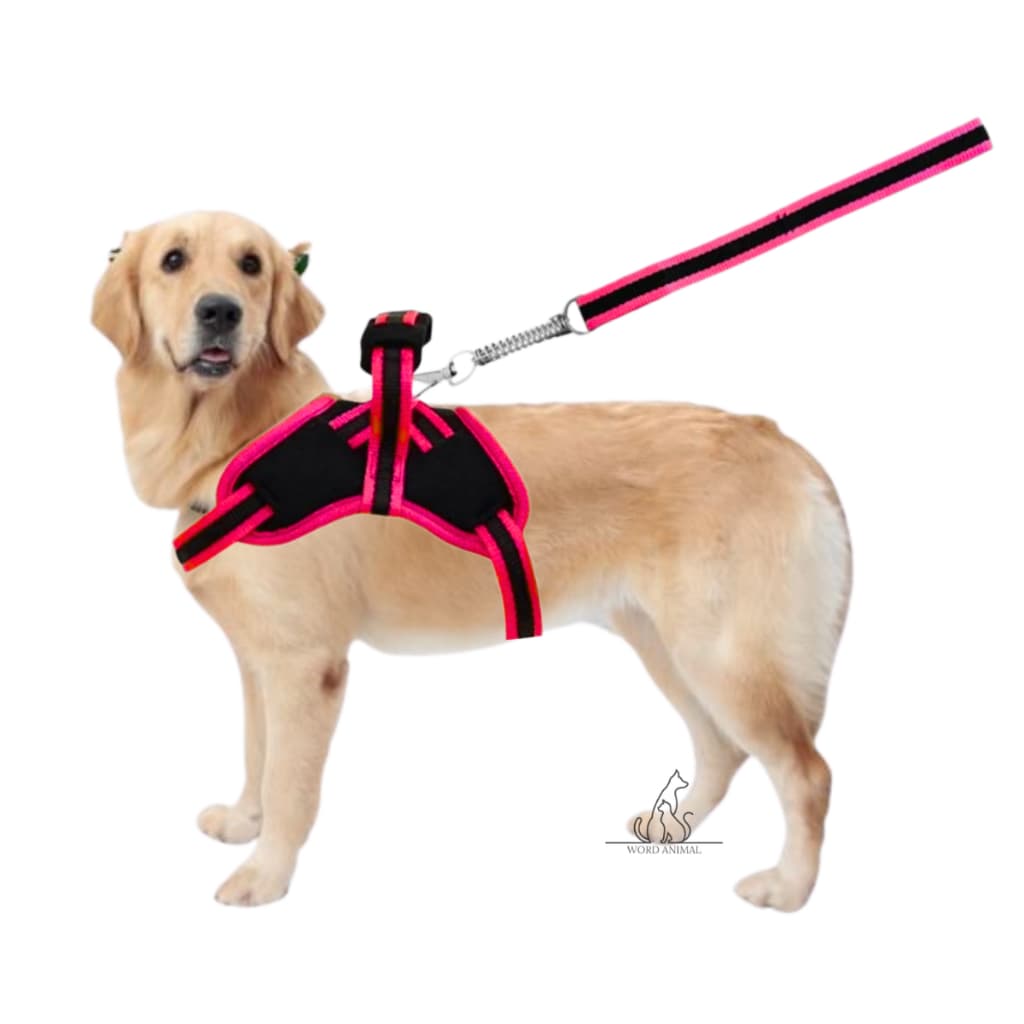 Coleira para Cachorro e Guia Peitoral Pastor Alemão Labrador Pitbull Golden American Pug Poodle peitoral para cachorro