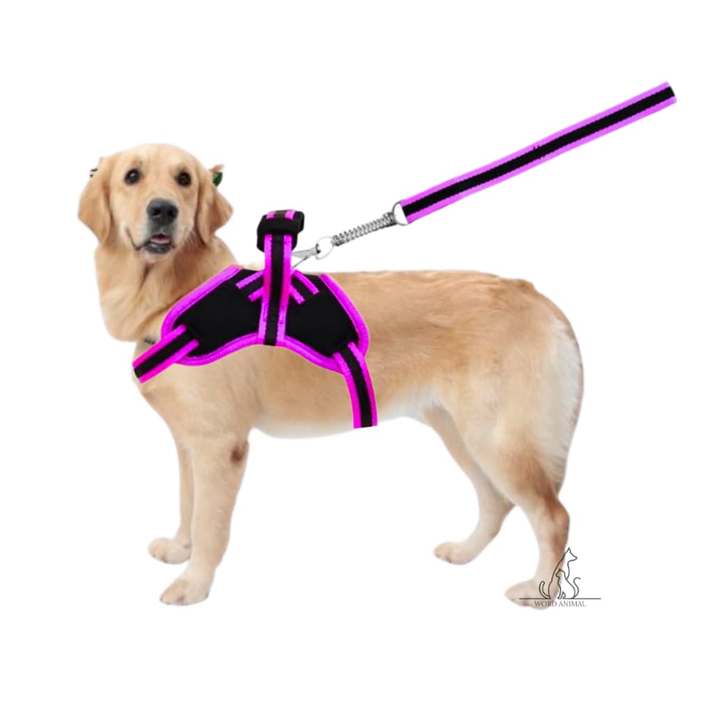 Peitoral Coleira Pitbull Pastor Alemão Rotwailler Reforçada Couro