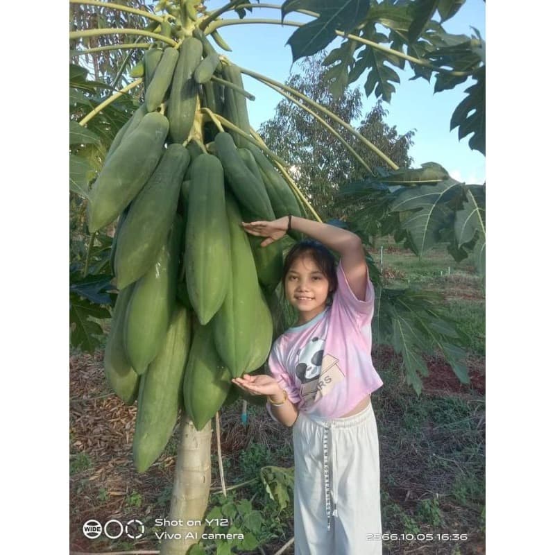 Mamão Tailandês Gigante – Sementes Naturais para Plantio